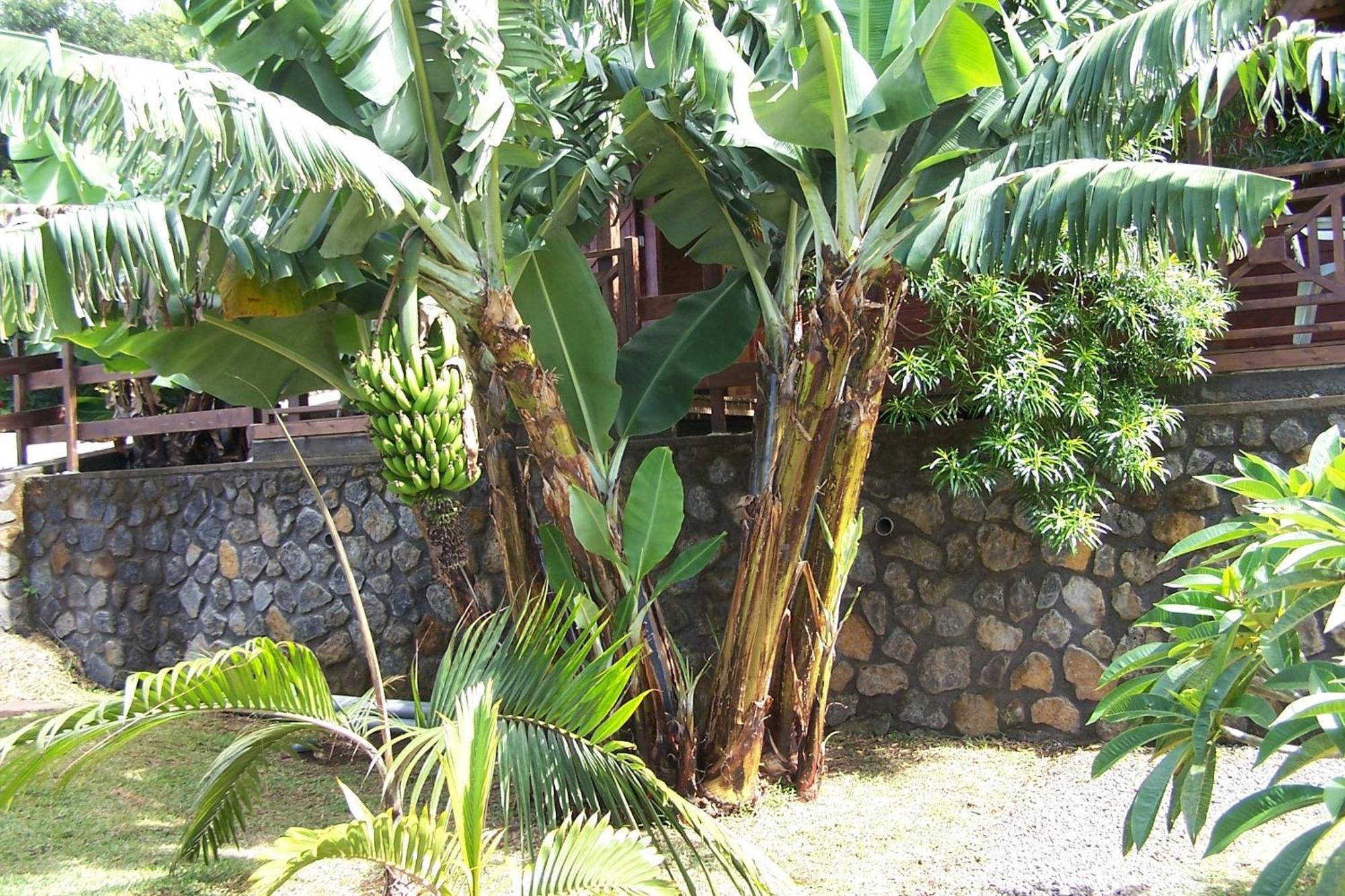 Les Bungalows Les Vanilliers, Sud Sauvage Avec Piscine Saint-Joseph Room photo